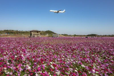 仁川国際空港の永宗島ハヌル庭園で満開を迎えた36000平方メートルのコスモス花畑と展望デッキ