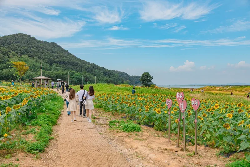 ナンジョン里ひまわり庭園 西海を望むひまわり畑の風景