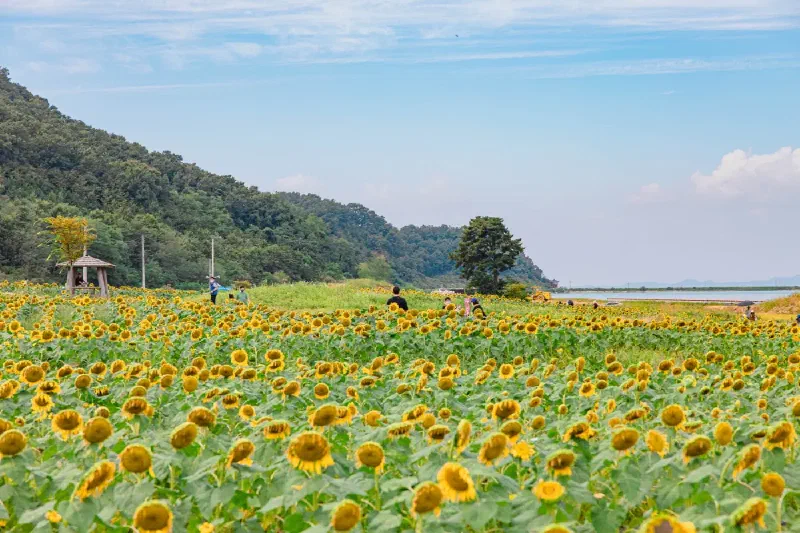 ナンジョン里ひまわり庭園 江華郡喬桐島の黄色い花畑